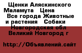 Щенки Аляскинского Маламута › Цена ­ 10 000 - Все города Животные и растения » Собаки   . Новгородская обл.,Великий Новгород г.